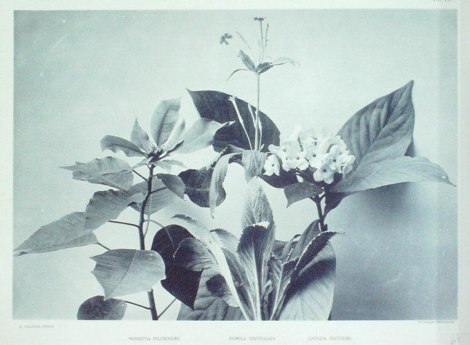 Primevère des jardins (Primula Verticillata)