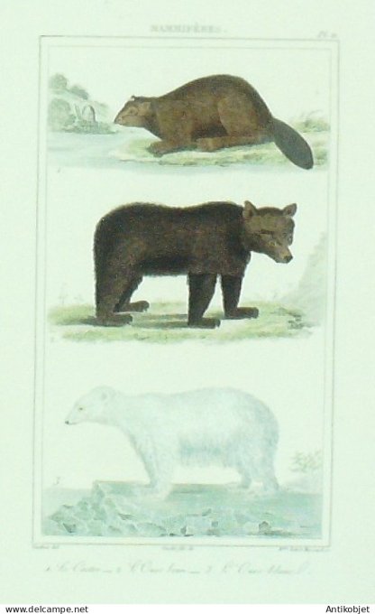 Castor Ours brun & blanc 1833 Vauthier-Buffon