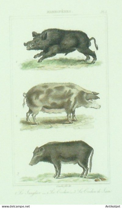 Vauthier-Buffon Cochons de Siam Sanglier 1833 Vauthier-Buffon