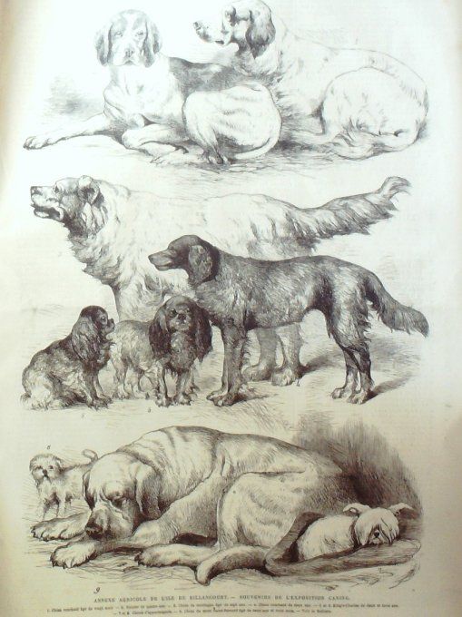 L'Univers illustré 1867 # 658 Hongrie insignes Orsowa Irlande Killmallock Suisse Schwitz 
