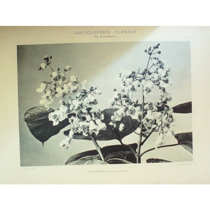 Catalpa Commun (Catalpa Bignonioides)