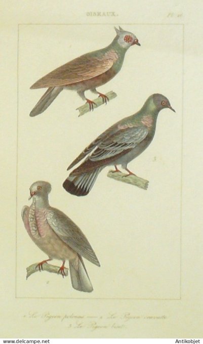 Pigeons Polonais & Cravatte & Biset 1833 Vauthier-Buffon