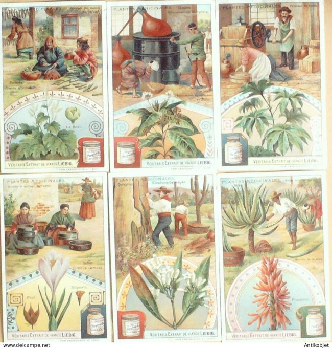 Chromo Liebig Sang  906 Plantes medecinales (1907)