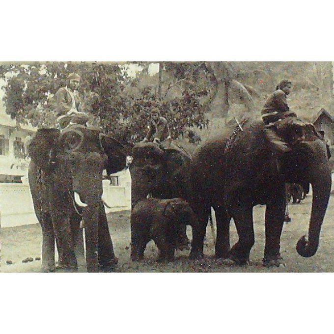 Cpa Cambodge Travail D'elephants 1920