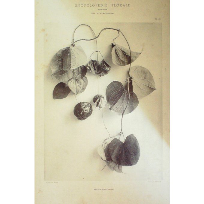 Igname Ailee (Dioscorea Species)