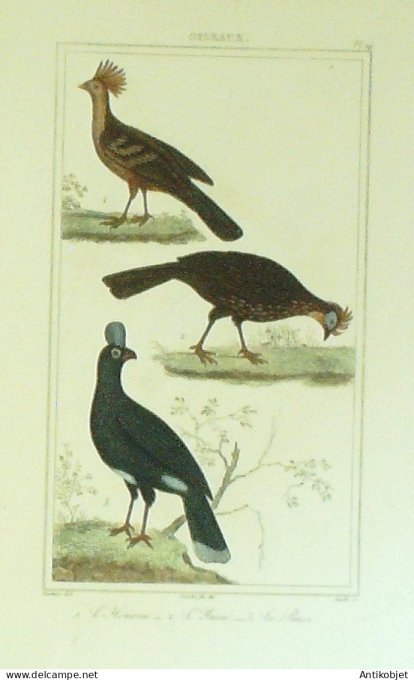 Pauxi Houaxin Yacou 1833 Vauthier-Buffon