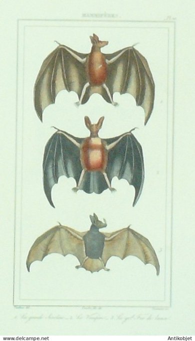 Séroline Vampire Fer-de-Lance 1833 Vauthier-Buffon