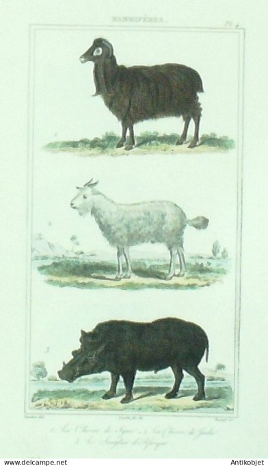 Sanglier Chèvres de Syrie & de Juda 1833 Vauthier-Buffon