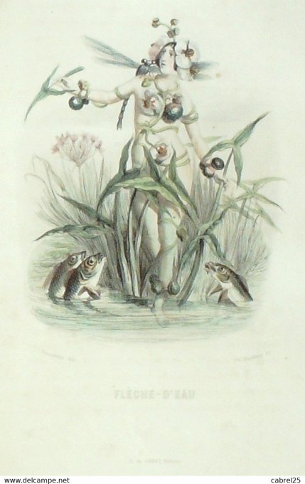 Grandville "Les Fleurs Animées" Pervenche 1847