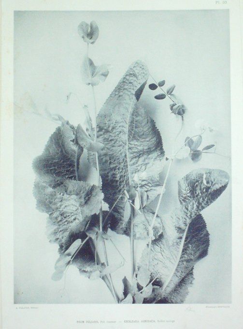 Raifort sauvage (Cochlearia Armoracia) Pois commun 'Pisum)