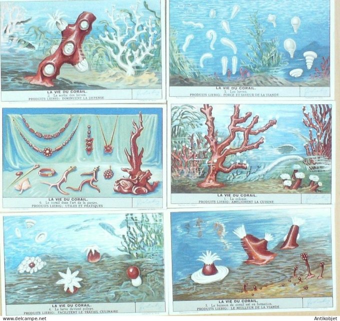 Chromo Liebig Sang 1411 Le corail (1939)