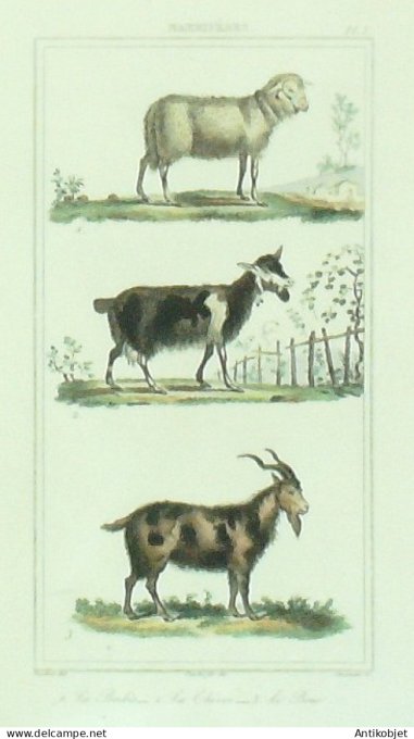 Brebis Chèvre Bouc 1833 Vauthier-Buffon