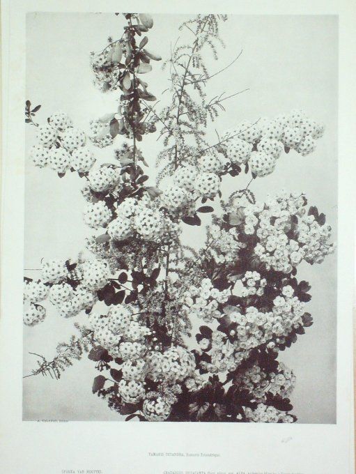 Tamaris Tetandrique (Tamaris Tetandra)