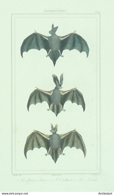 Chauve-Souris Oreillard Noctule 1833 Vauthier-Buffon