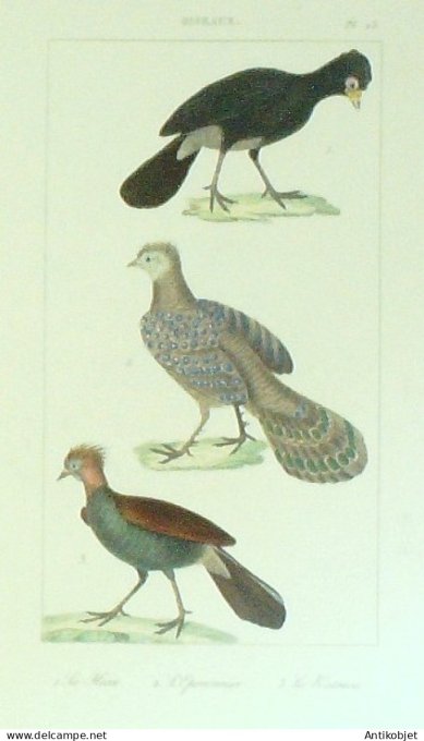 Hecco lEpervier Katraca 1833 Vauthier-Buffon