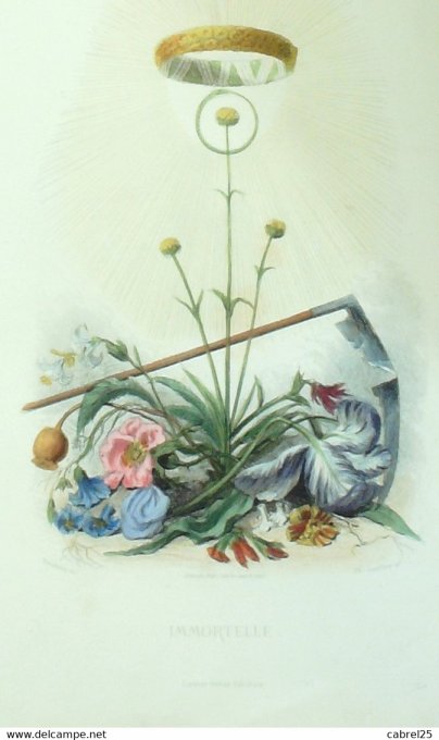 Grandville "Les Fleurs Animées" Scabieuse Et Souci 1847