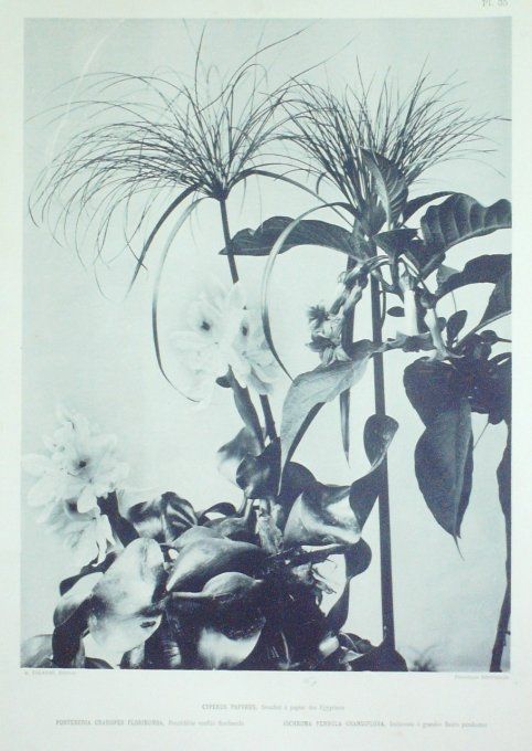 Souchet à papier d'Egyptiens (Cyperus Papyrus) Iochrome (Iochroma)