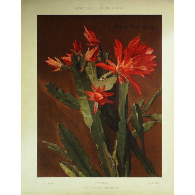 Cactus (Phyllocacte Phyllanthoïde)