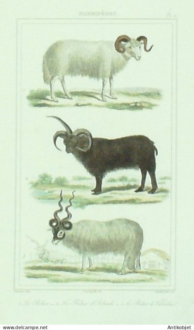 Béliers de Valachie & dIslande 1833 Vauthier-Buffon