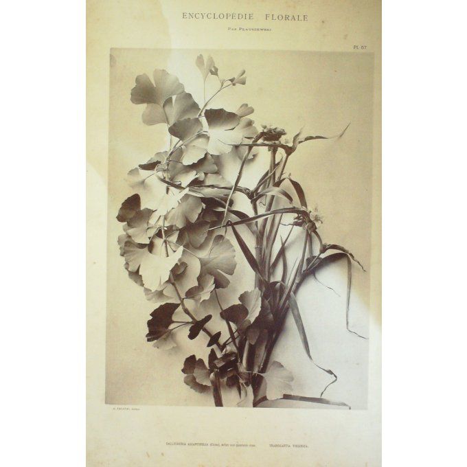 Arbre à Quarante Ecus (Sallysburia Adiantifolia)