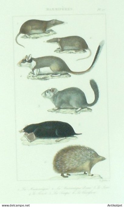 Musaraigne Loir Lérot Taupe Hérisson 1833 Vauthier-Buffon