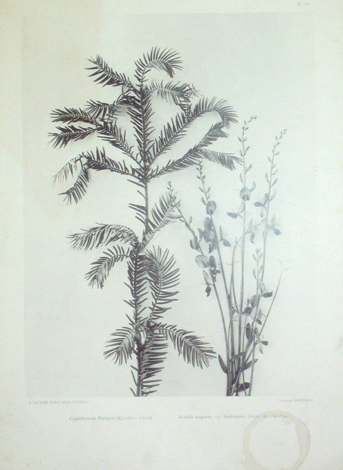Genêt (Genista Scoparia) & Conifère de Chine (Cephalotaxus Fortunei)