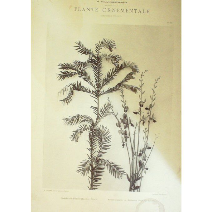 Genet (Genista Scoparia) Conifere de Chine (Cephalotaxus Fortunei)