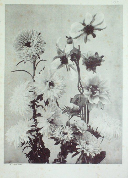 Dahlia Reine Marguerite (Callistephus  chinensis)