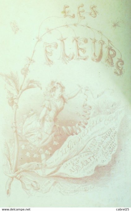 Grandville "Les Fleurs Animées" Tulipe 1847