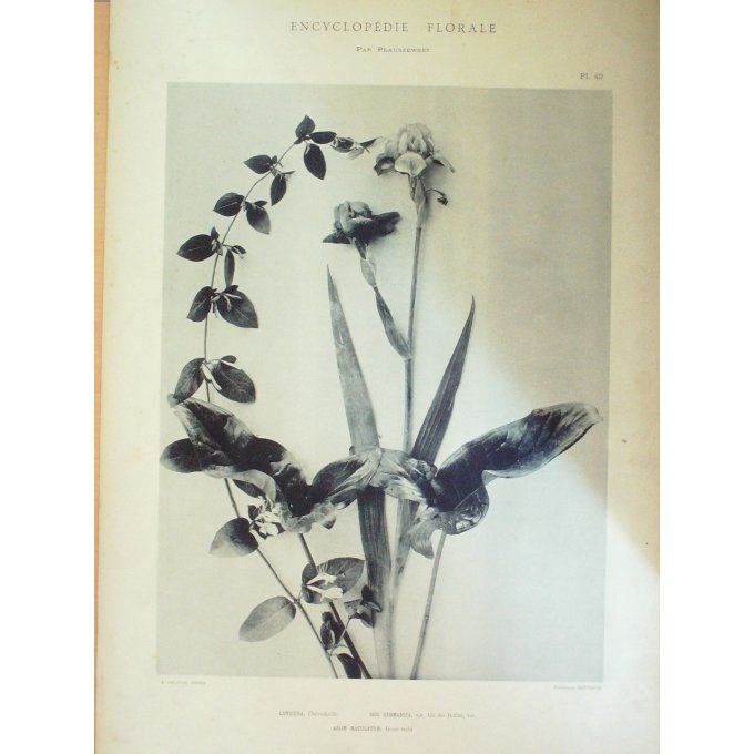 Chèvrefeuille (Lonicera) Gouet taché (Arum Maculatum) Iris