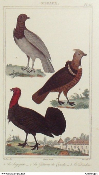 Lagopède Gélinotte du Canada 1833 Vauthier-Buffon