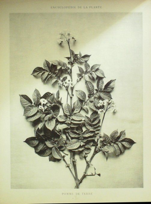 Pomme de terre