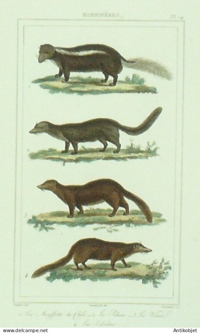 Mouflette du Chili P&kan Vison Libeline 1833 Vauthier-Buffon