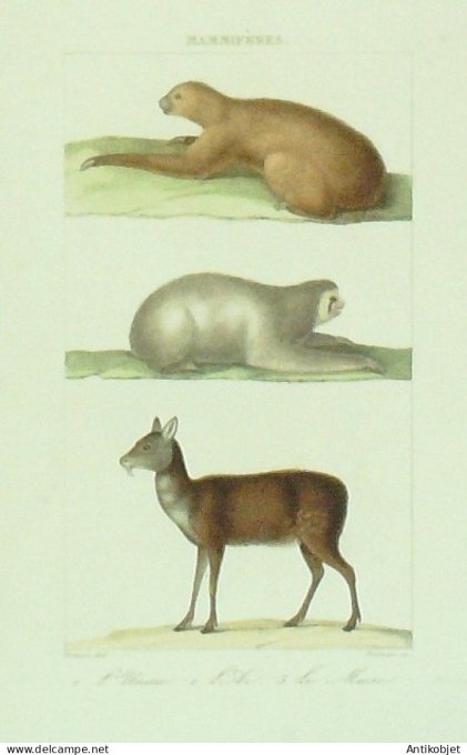 Unau Muse Ai 1833 Vauthier-Buffon