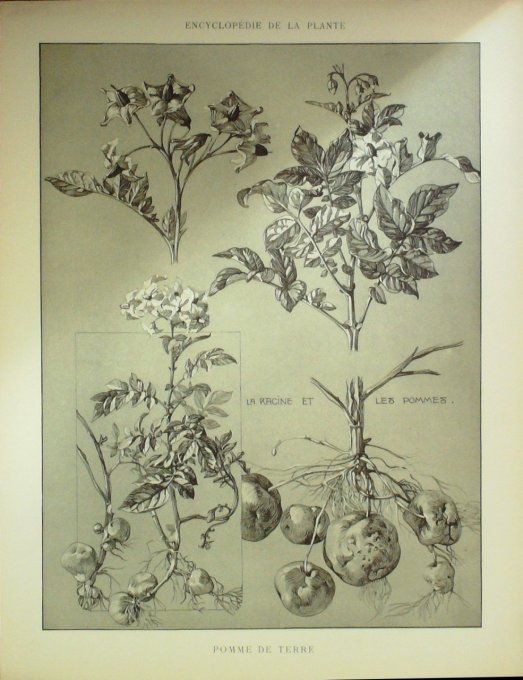 Pomme de terre 2