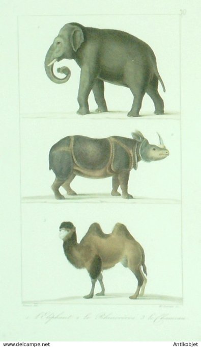 Eléphant Rhinocéros Chameau 1833 Vauthier-Buffon