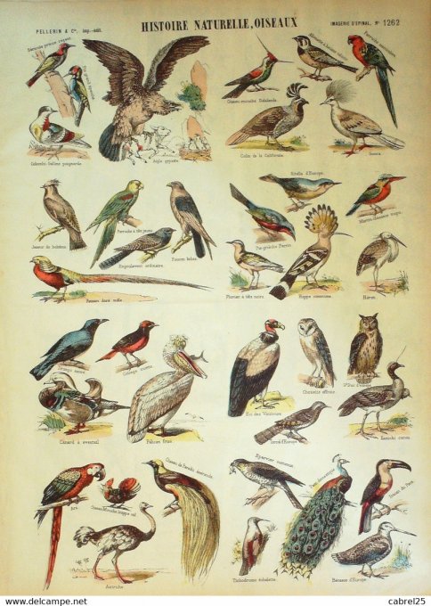 Histoire Naturelle d'oiseaux  (Pellerin d'epinal)