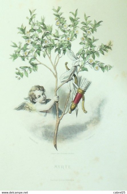 Grandville "Les Fleurs Animées" Myrte B 1847