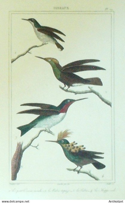Oiseau-Mouche Rubis-Topaze Huppé-col 1833 Vauthier-Buffon