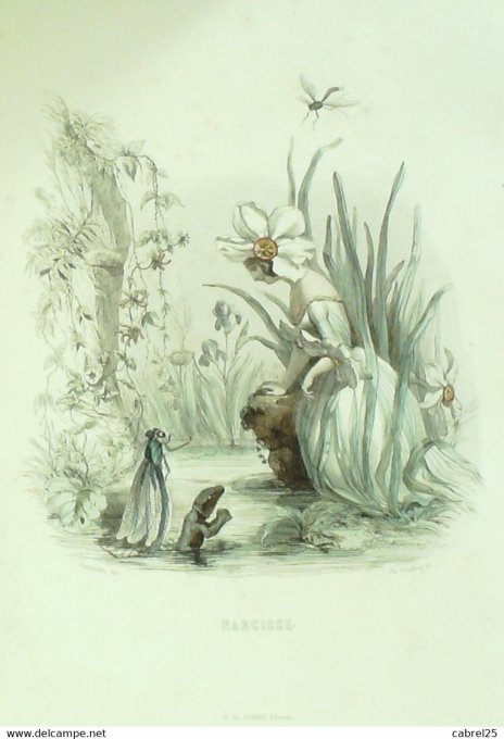 Grandville "Les Fleurs Animées" Narcisse 1847