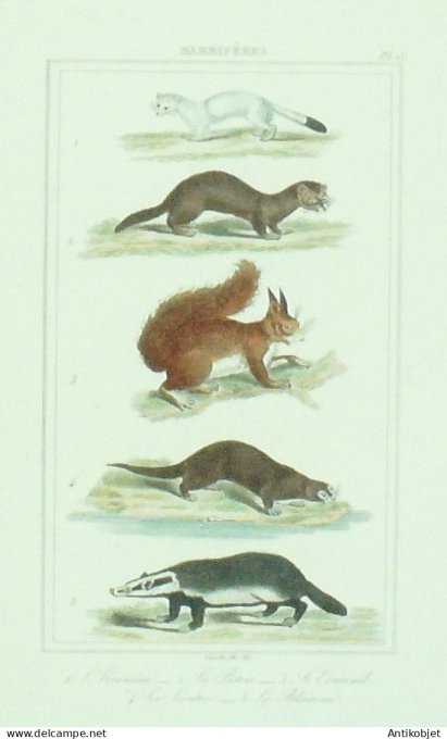 Hermine Putois Loutre Blaireau 1833 Vauthier-Buffon