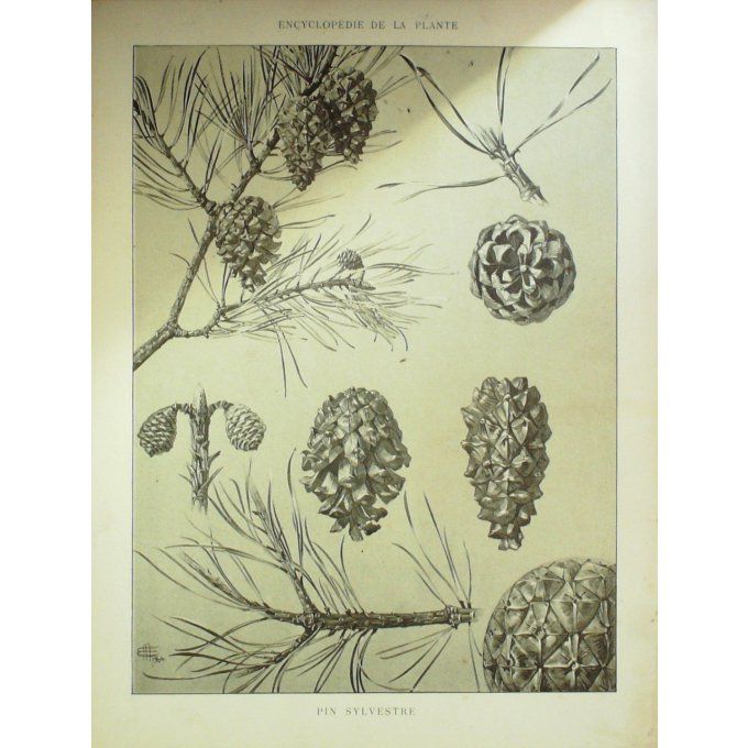 Pin Sylvestre (Pinus sylvestris)