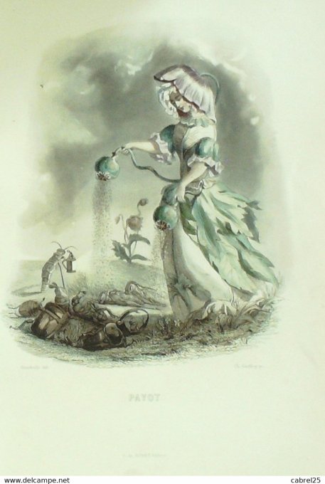 Grandville "Les Fleurs Animées" Pavot 1847