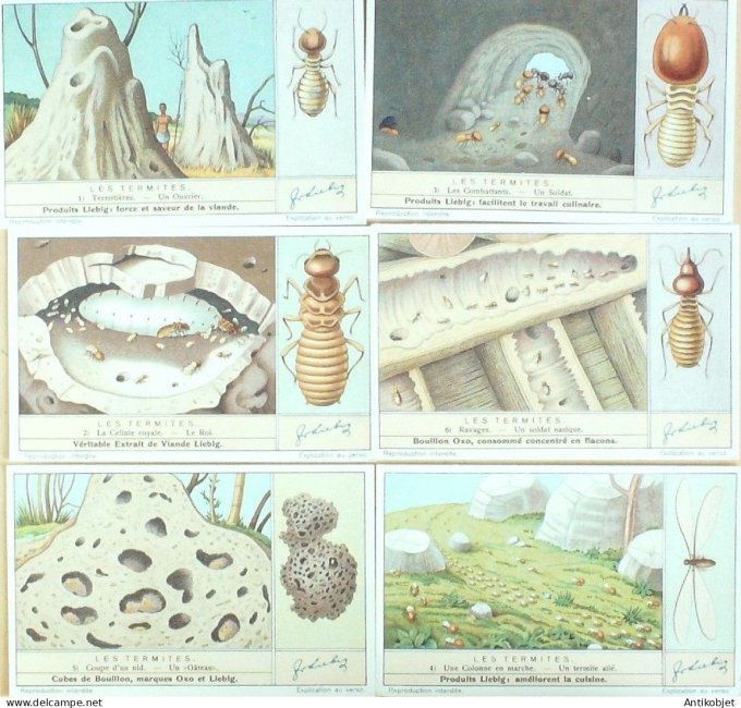 Chromo Liebig Sang 1364 Les termites (1937)