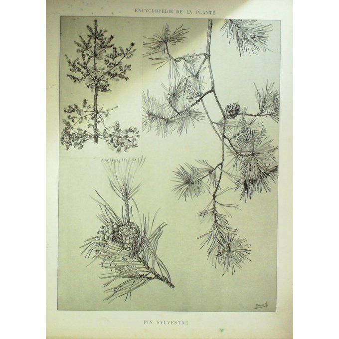 Pin Sylvestre 2 (Pinus sylvestris)