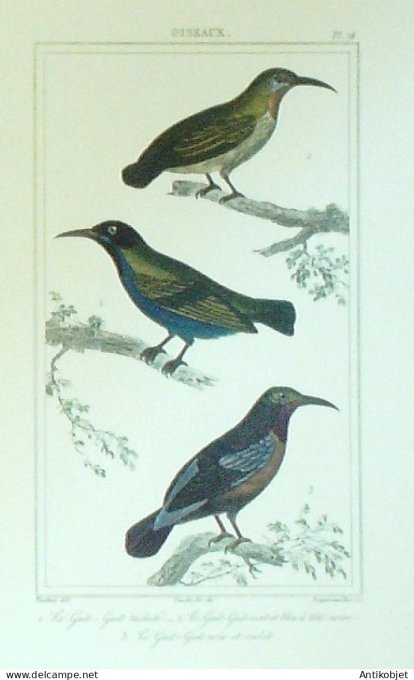 Guit-Guit tachetés 1833 Vauthier-Buffon