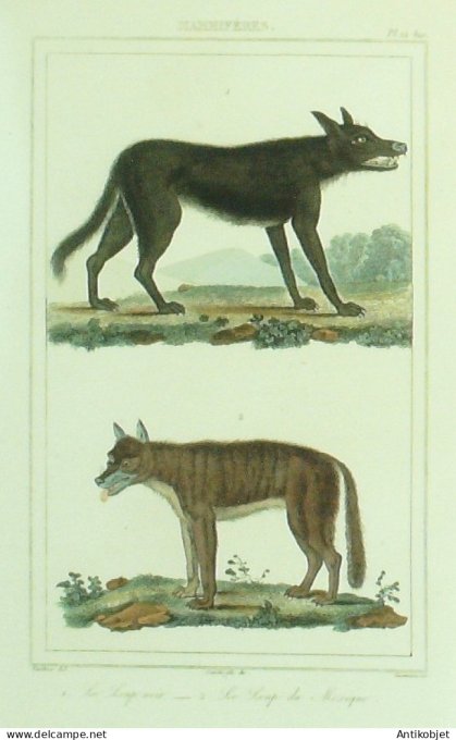 Loups du Mexique & noir 1833 Vauthier-Buffon
