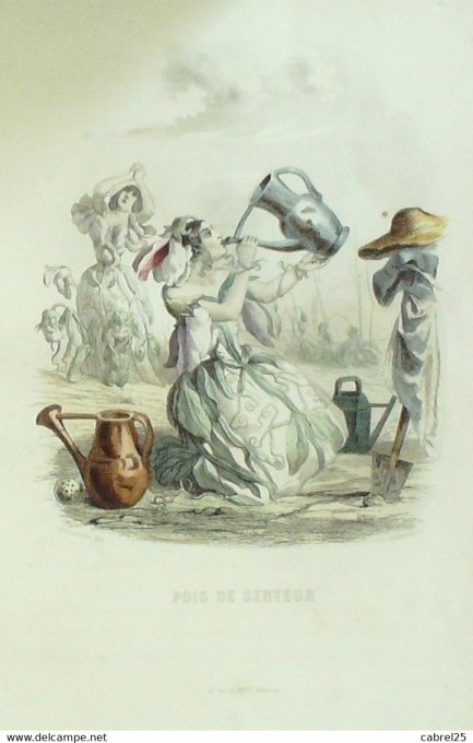 Grandville "Les Fleurs Animées" Pois De Senteur 1847