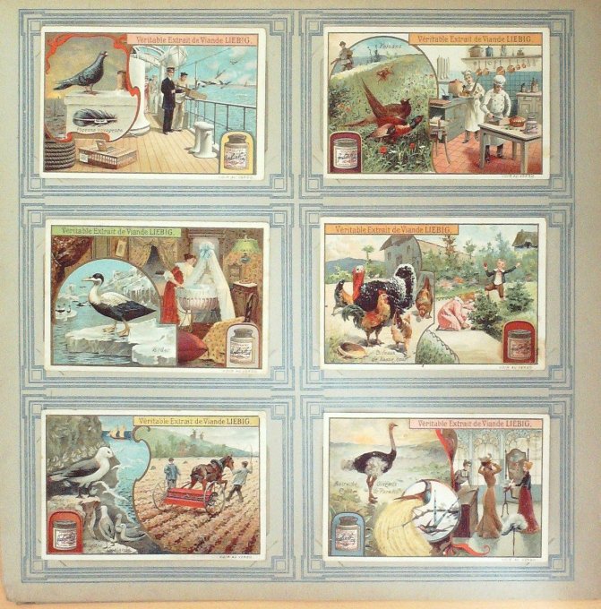 Oiseaux Utiles Iii 1904