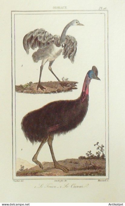 Casoar Touiou 1833 Vauthier-Buffon